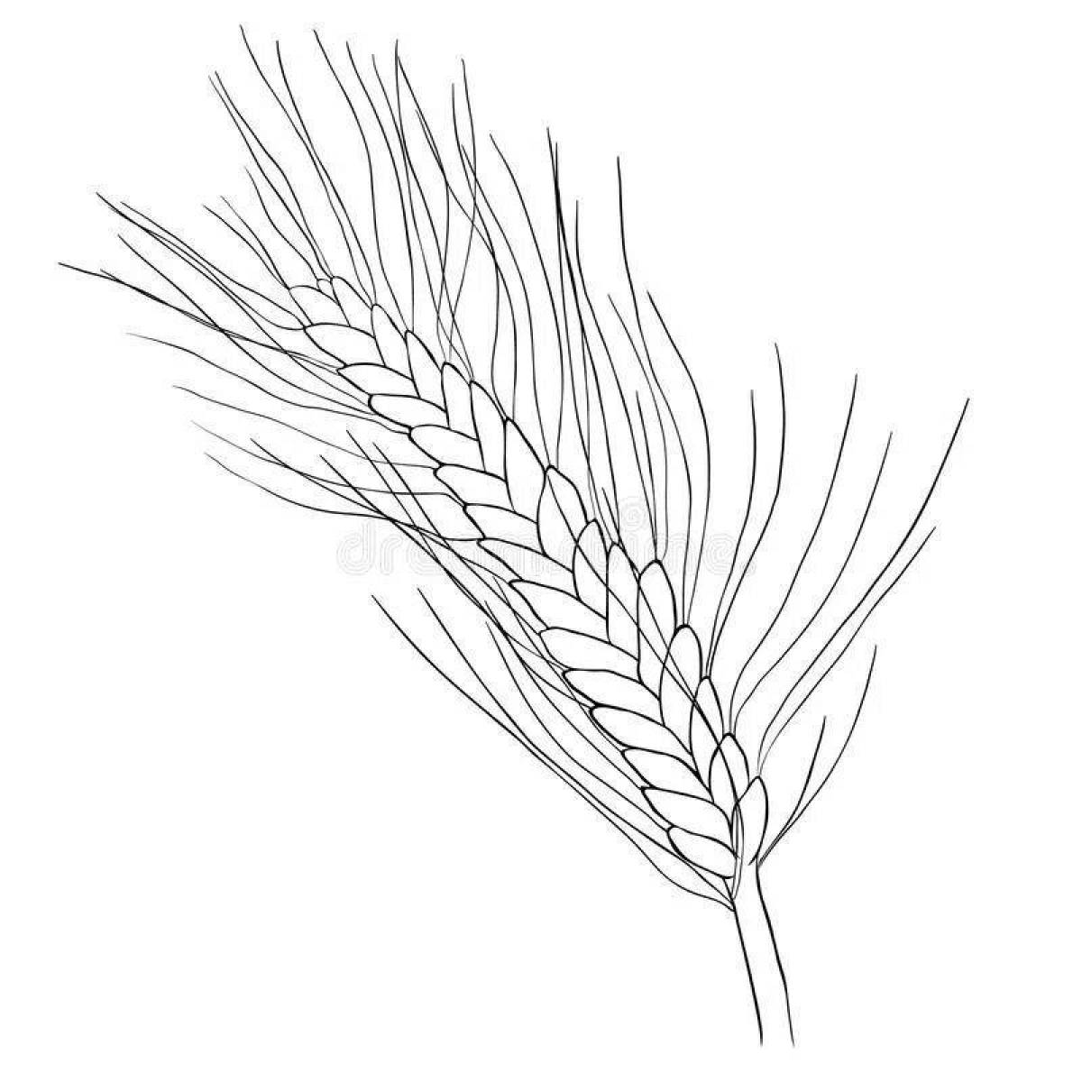 Пшеница для раскрашивания