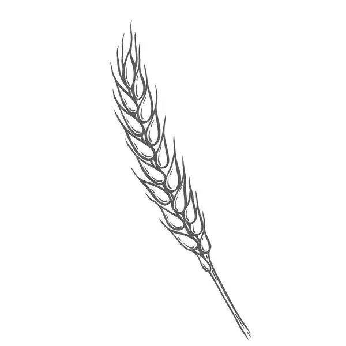 Раскраска колосья пшеницы для детей