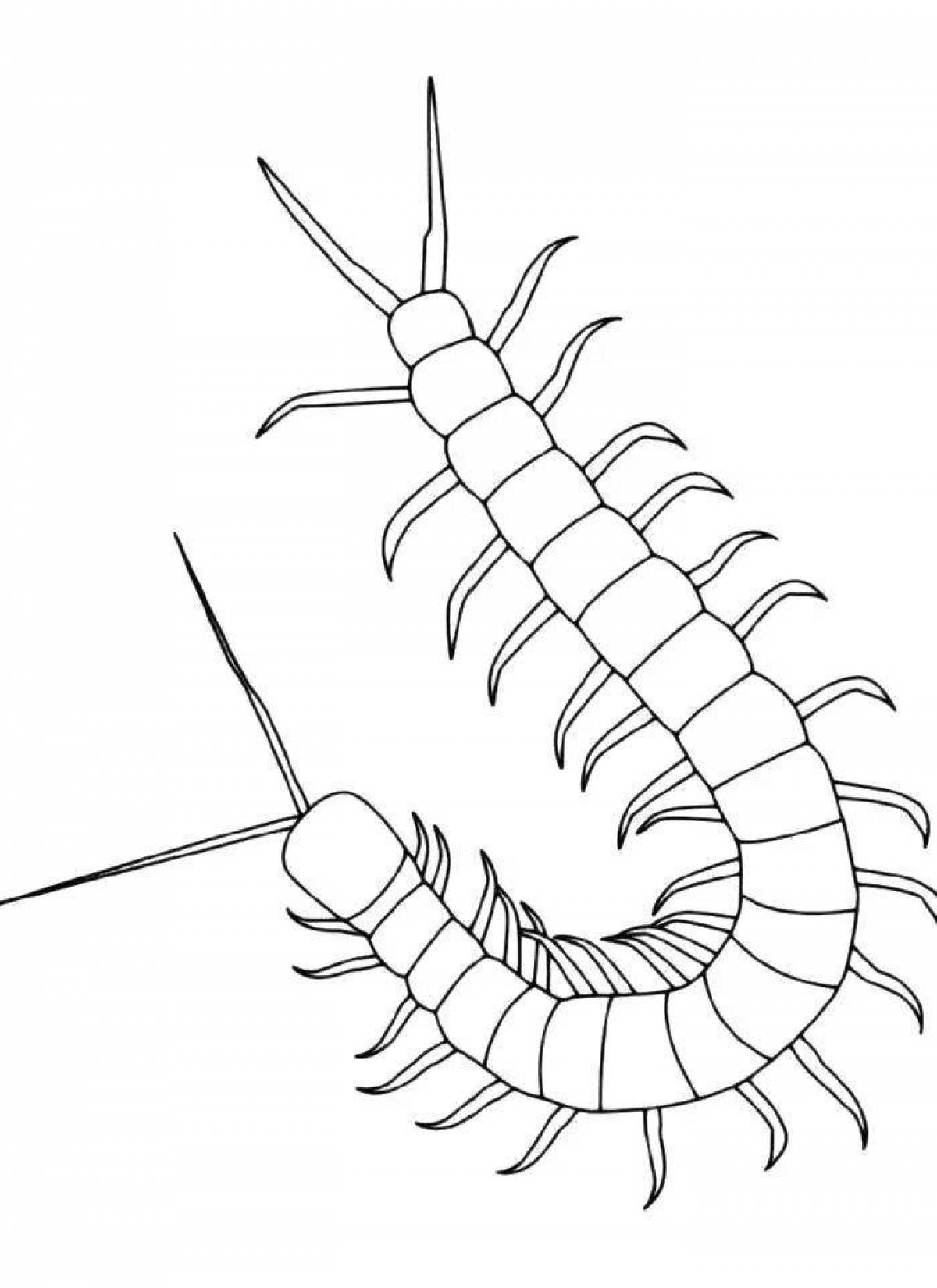Рисование сороконожка. Многоножка мухоловка. Сороконожка трафарет. Сороконожка раскраска. Сколопендра раскраска.