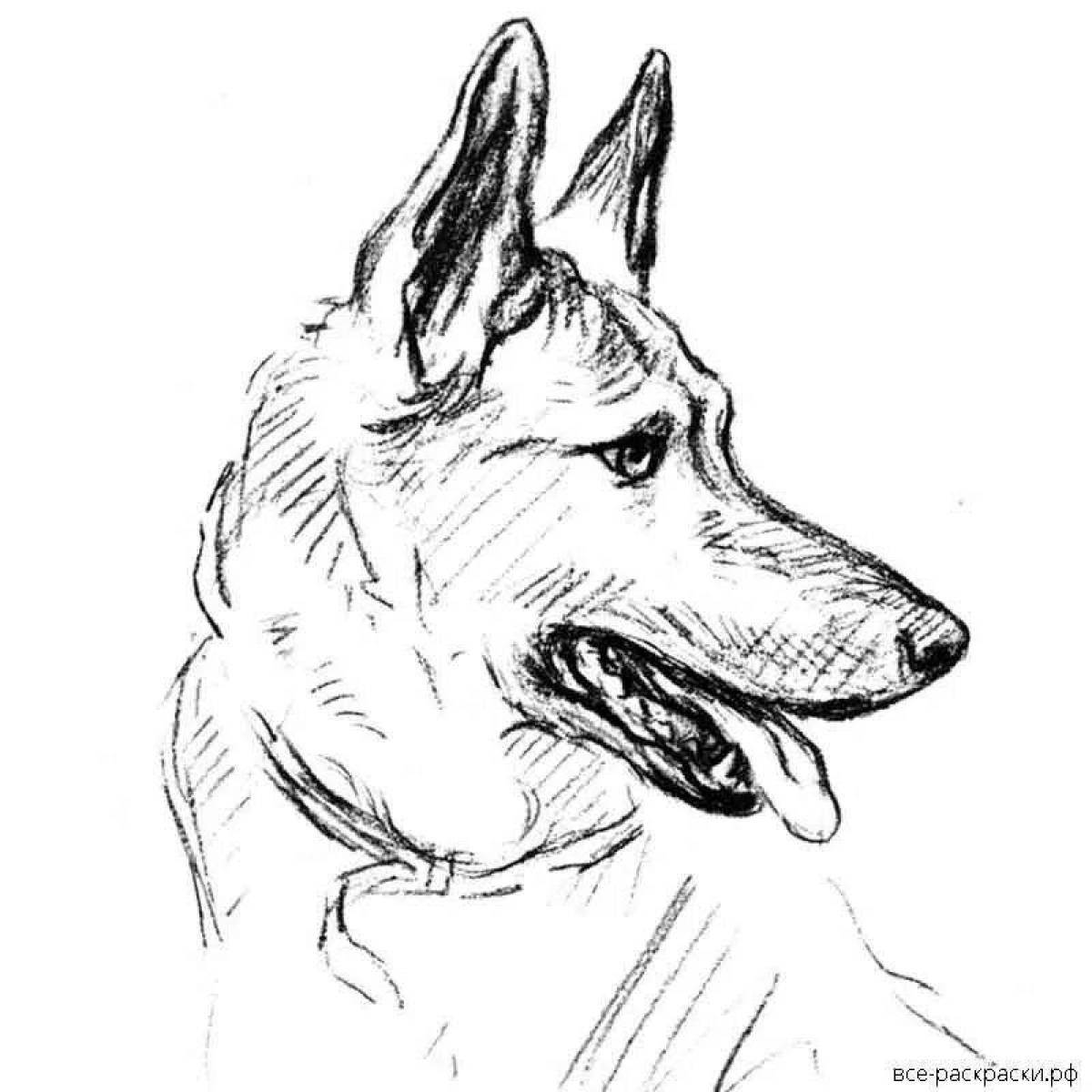 German shepherd dog #4