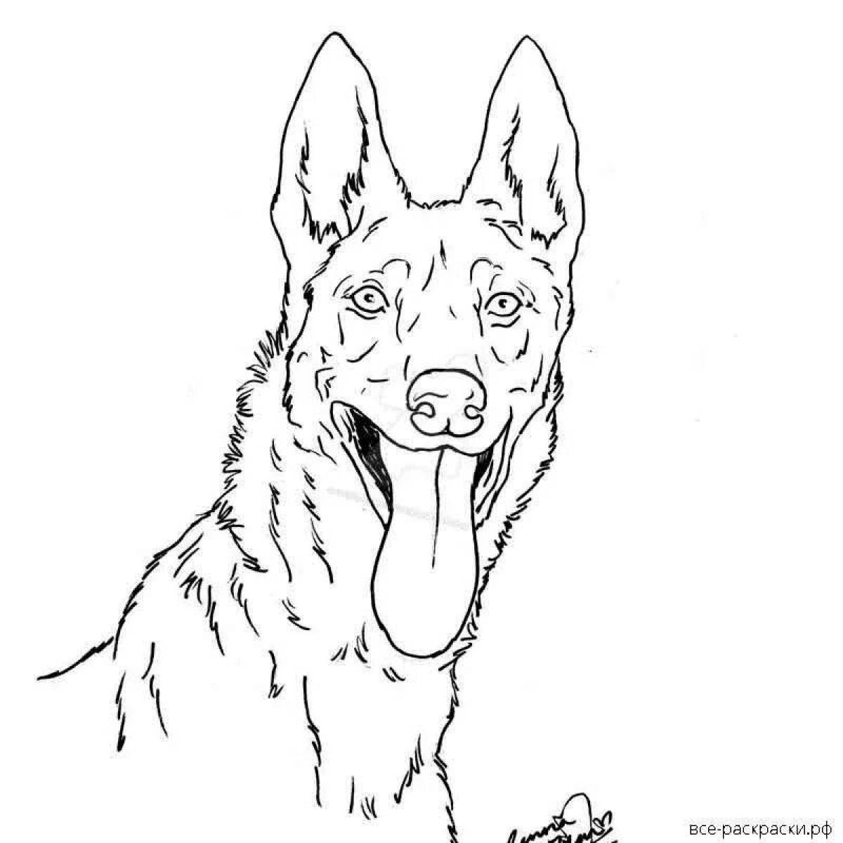 German shepherd dog #10