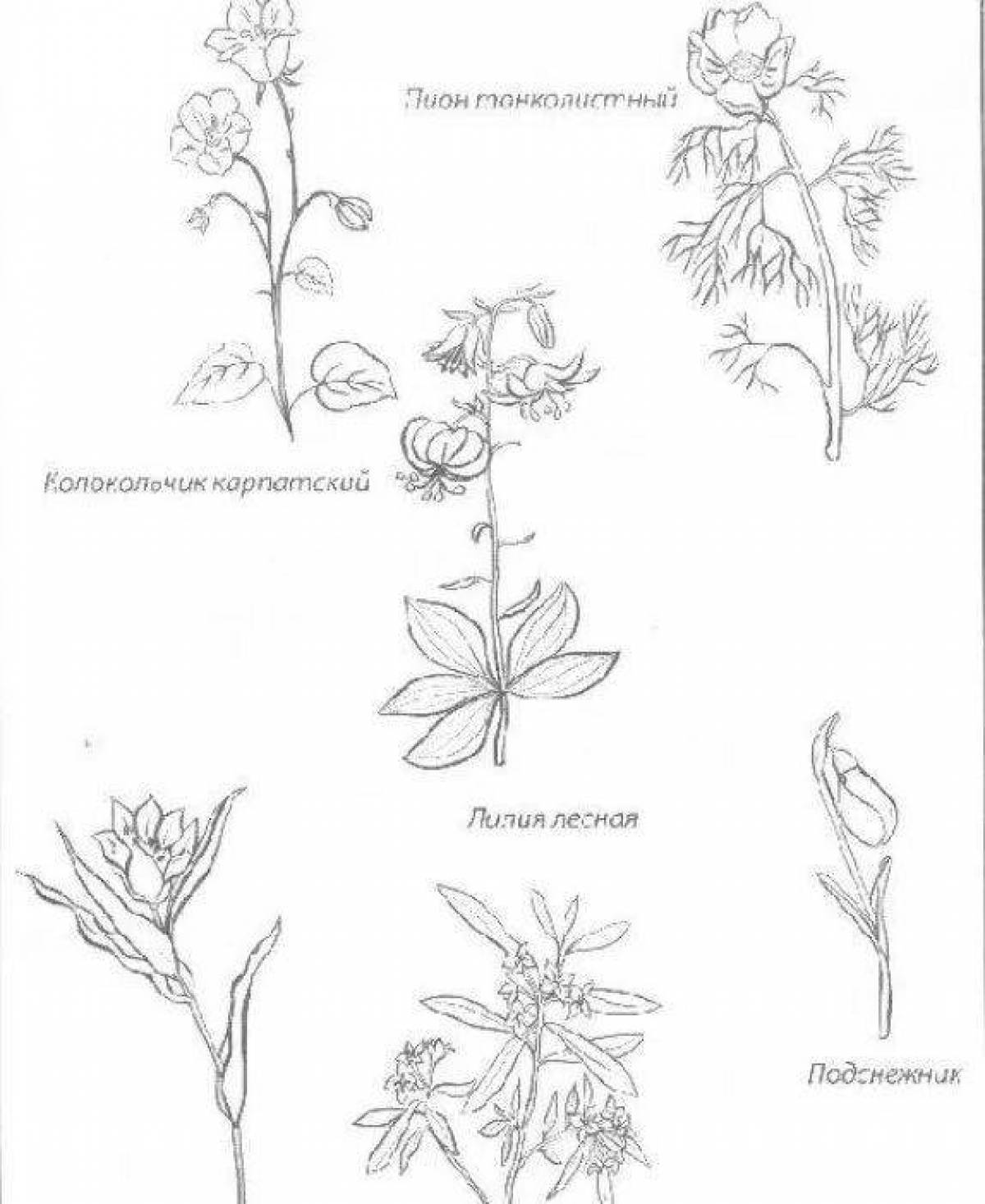 Living red book plants coloring page