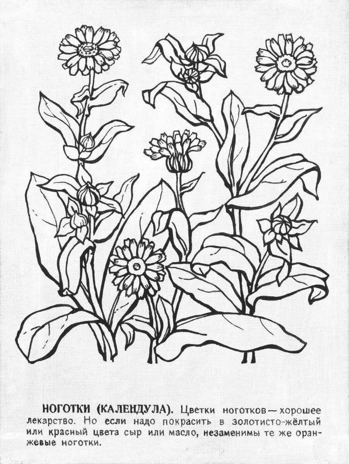 Coloring book magnificent red book plants