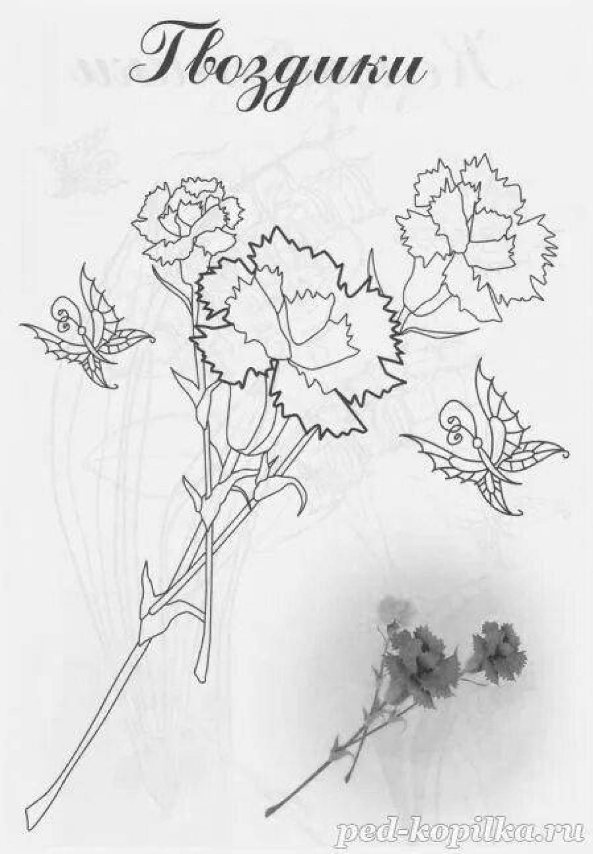 Blooming carnation coloring pages