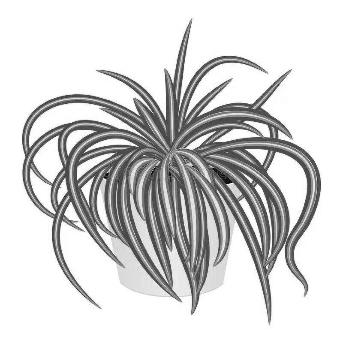 Animated Chlorophytum Coloring Page