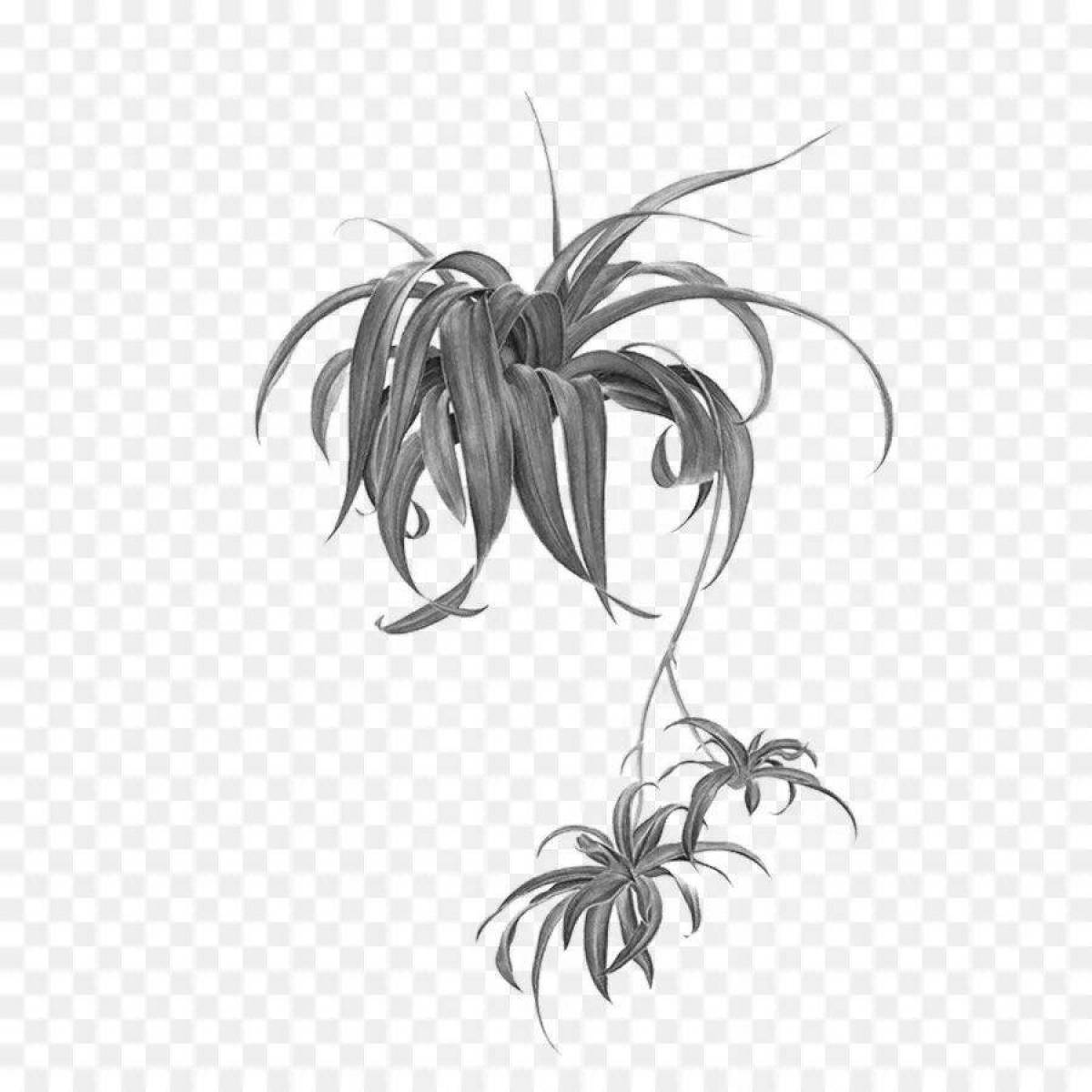 Coloring page magnificent chlorophytum
