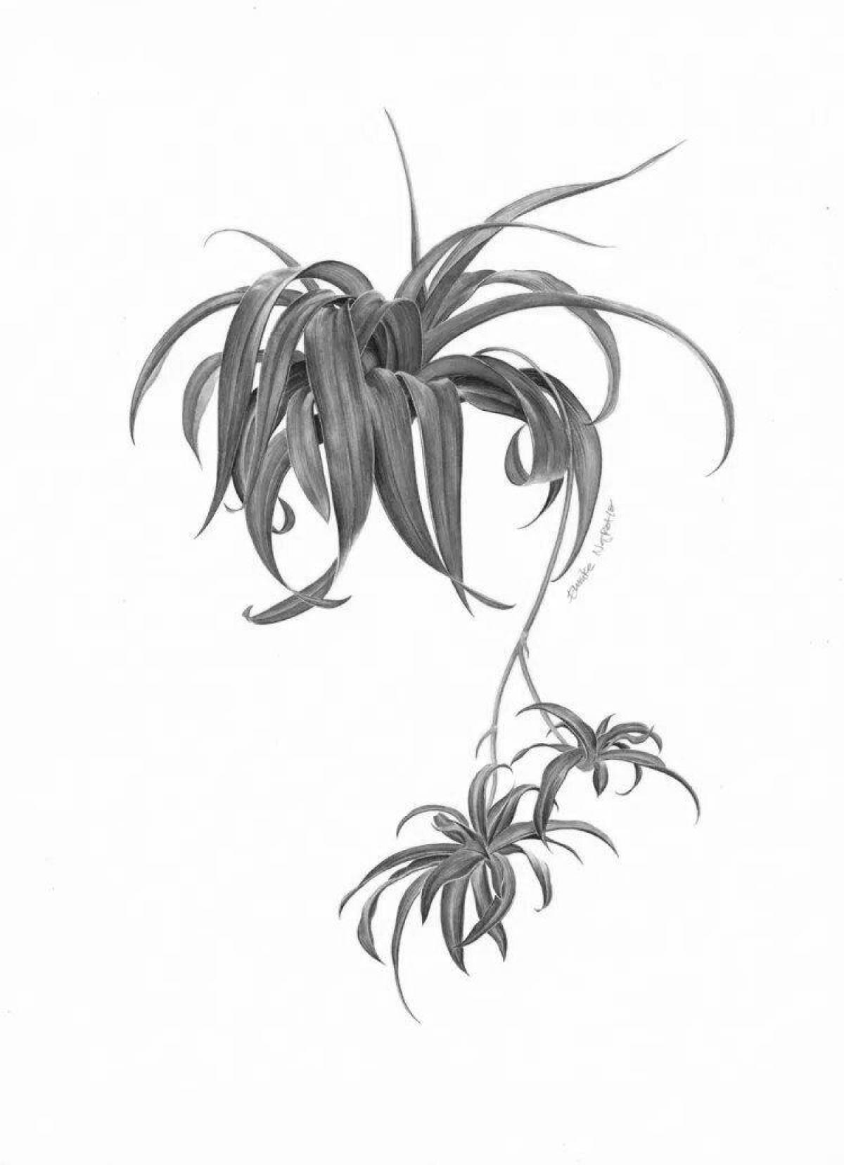Coloring page glorious chlorophytum