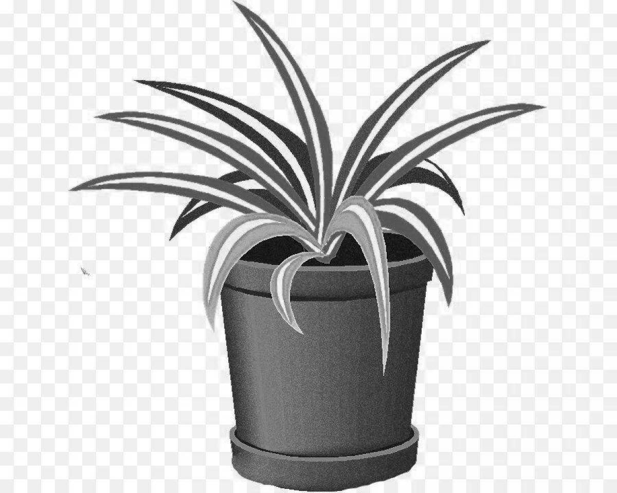 Awesome Chlorophytum Coloring Pages