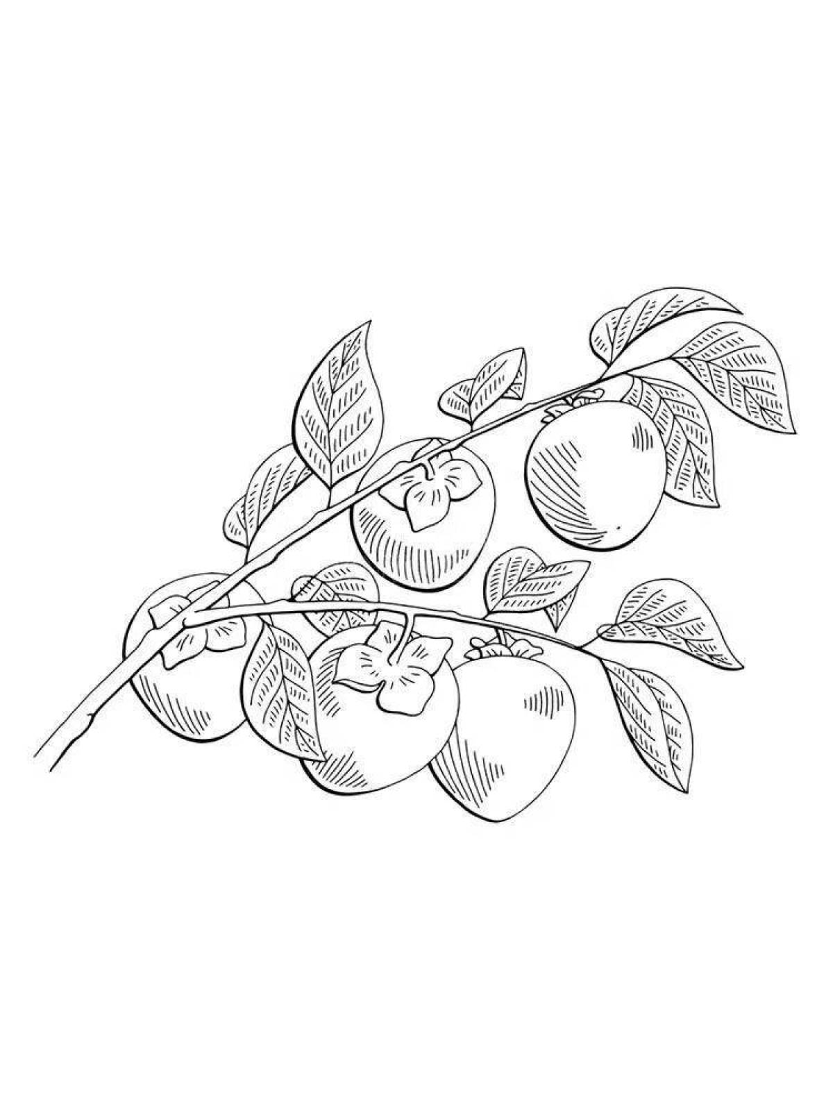Animated persimmon coloring page