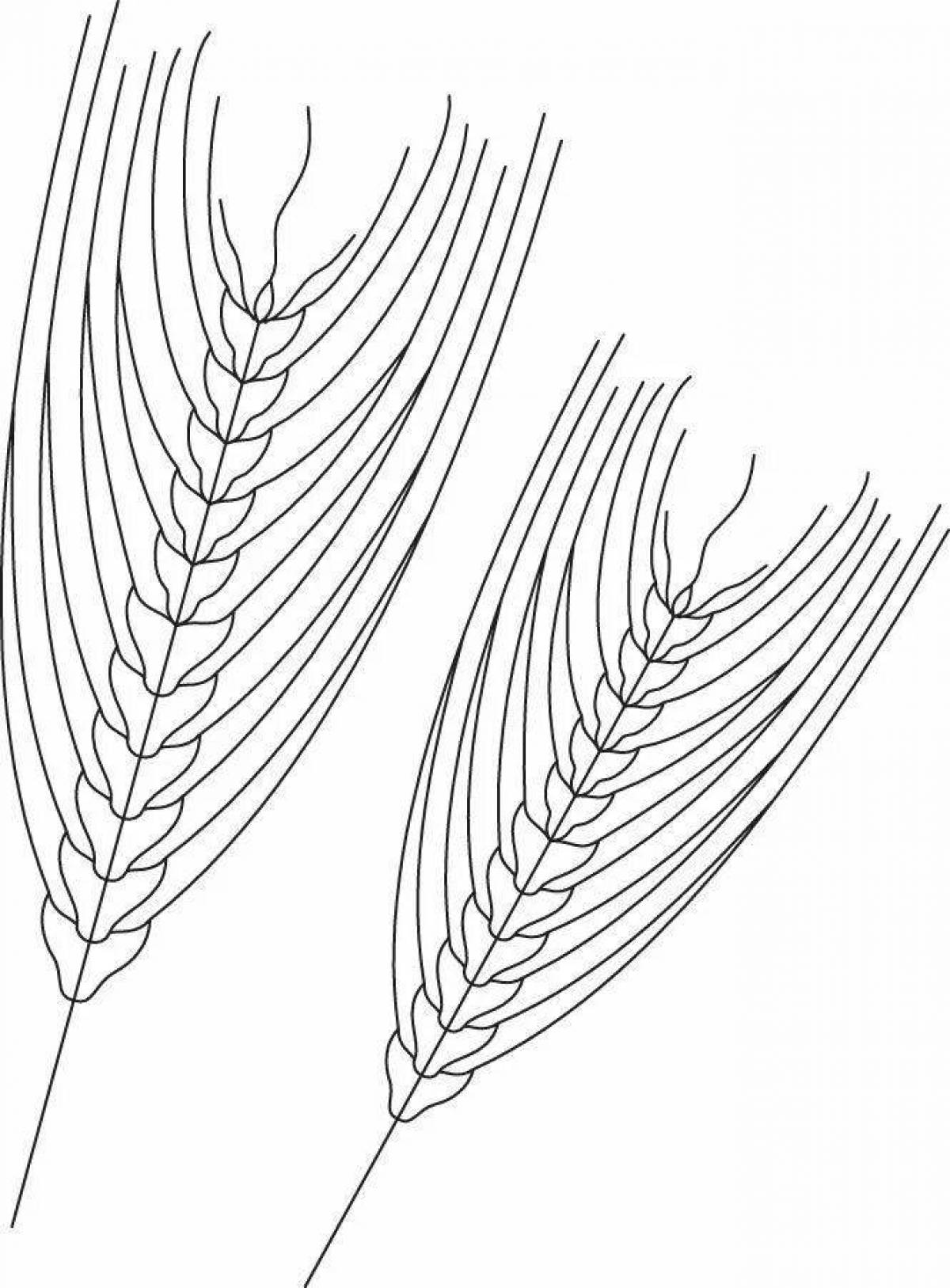 Coloring spikelet