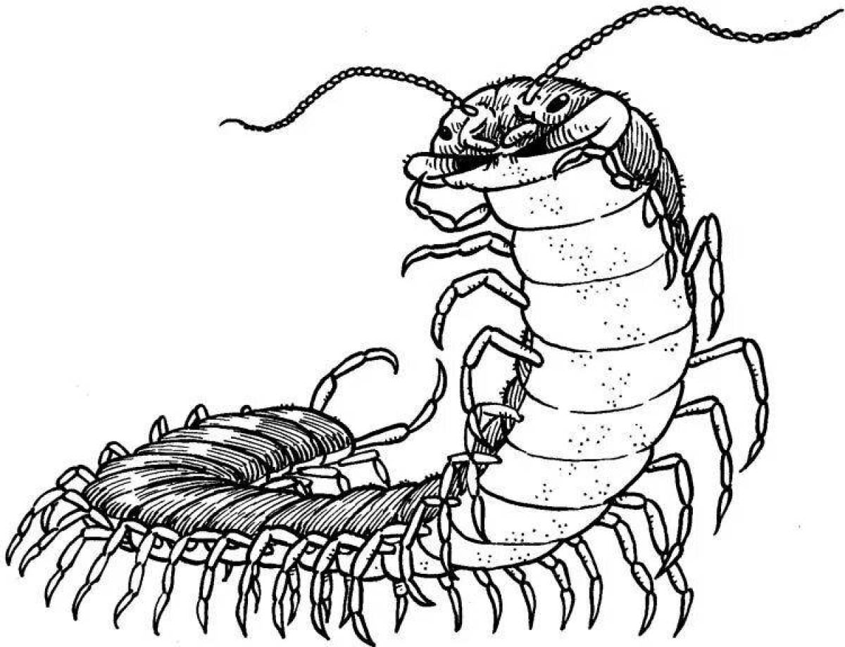 Colorful centipede coloring page