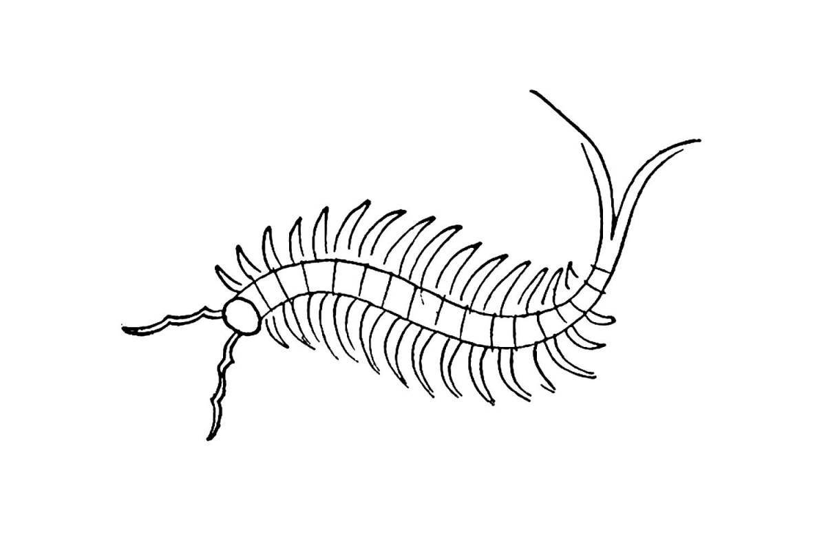 Attractive centipede coloring page