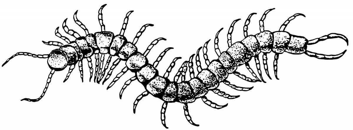 Centipede #3