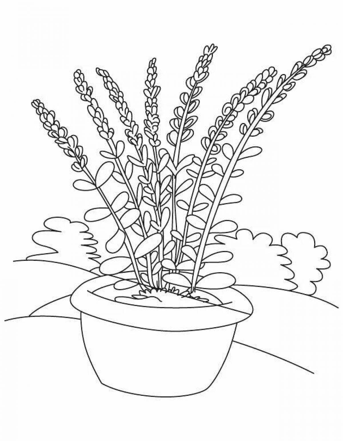Amazing lavender coloring page