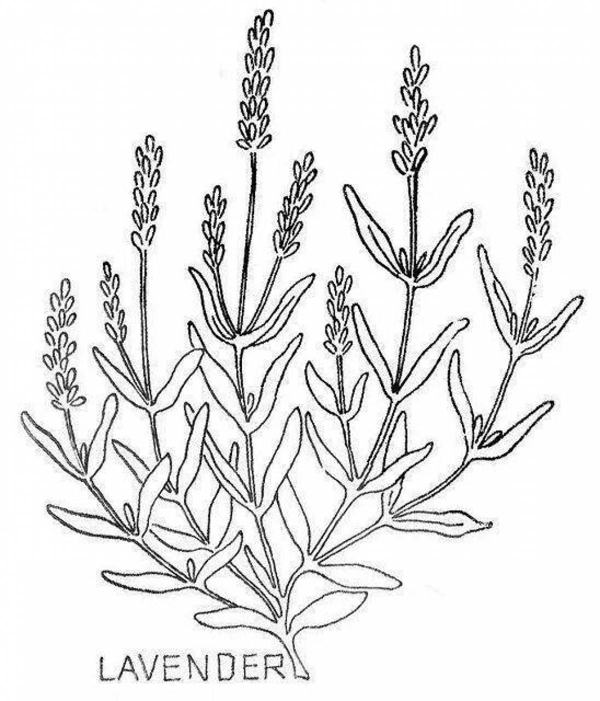 Blissful lavender coloring page
