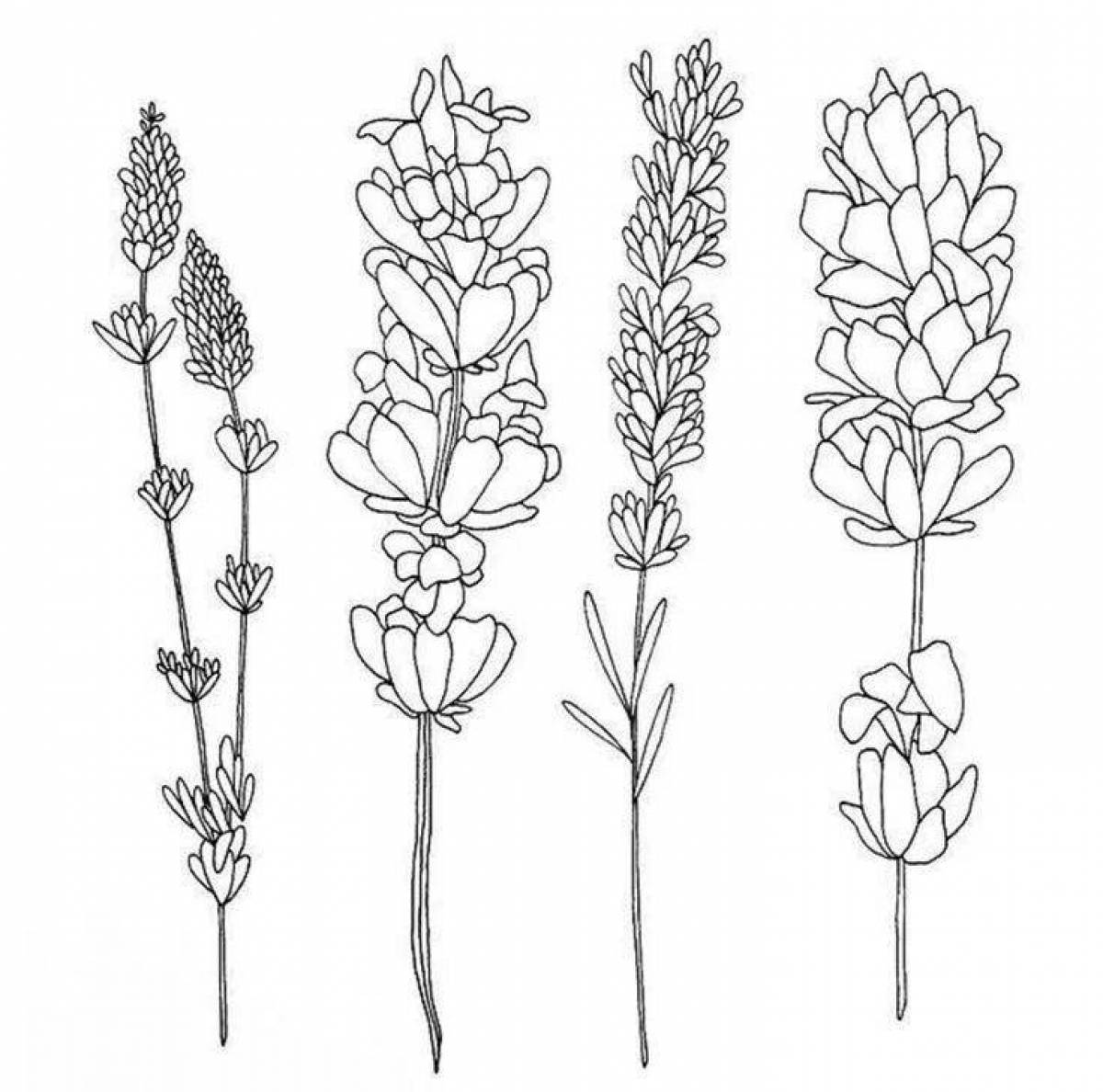 Lovely lavender coloring page