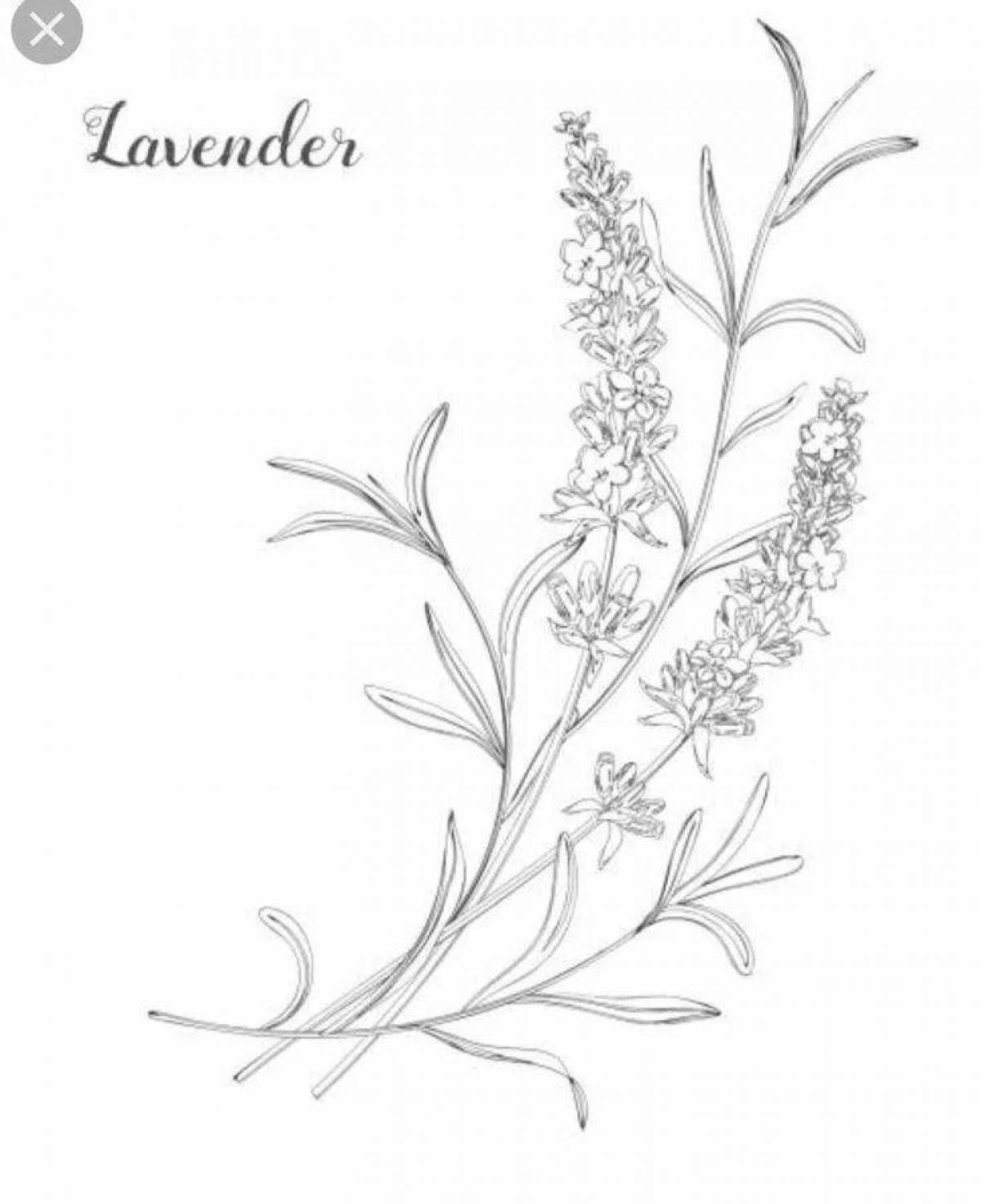 Happy lavender coloring page