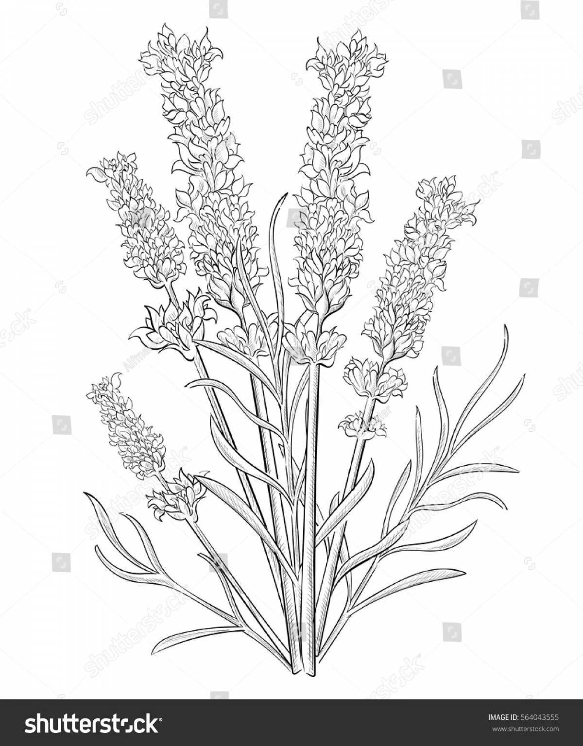 Harmonious lavender coloring page