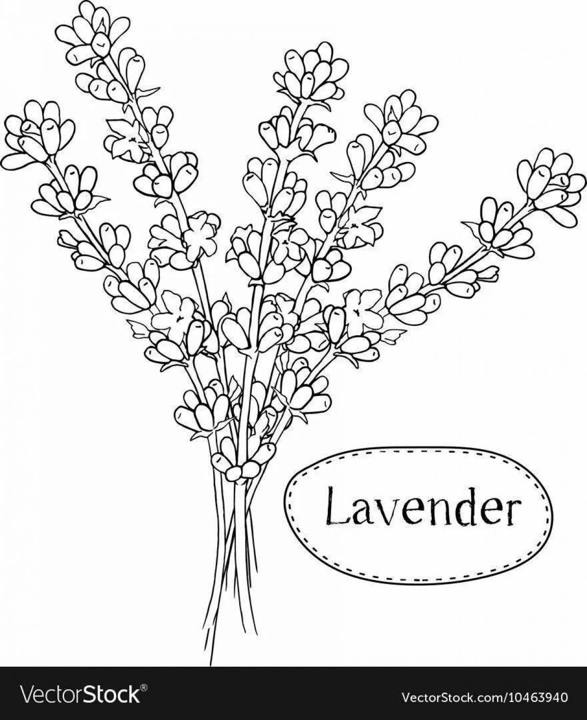 Relaxing lavender coloring page