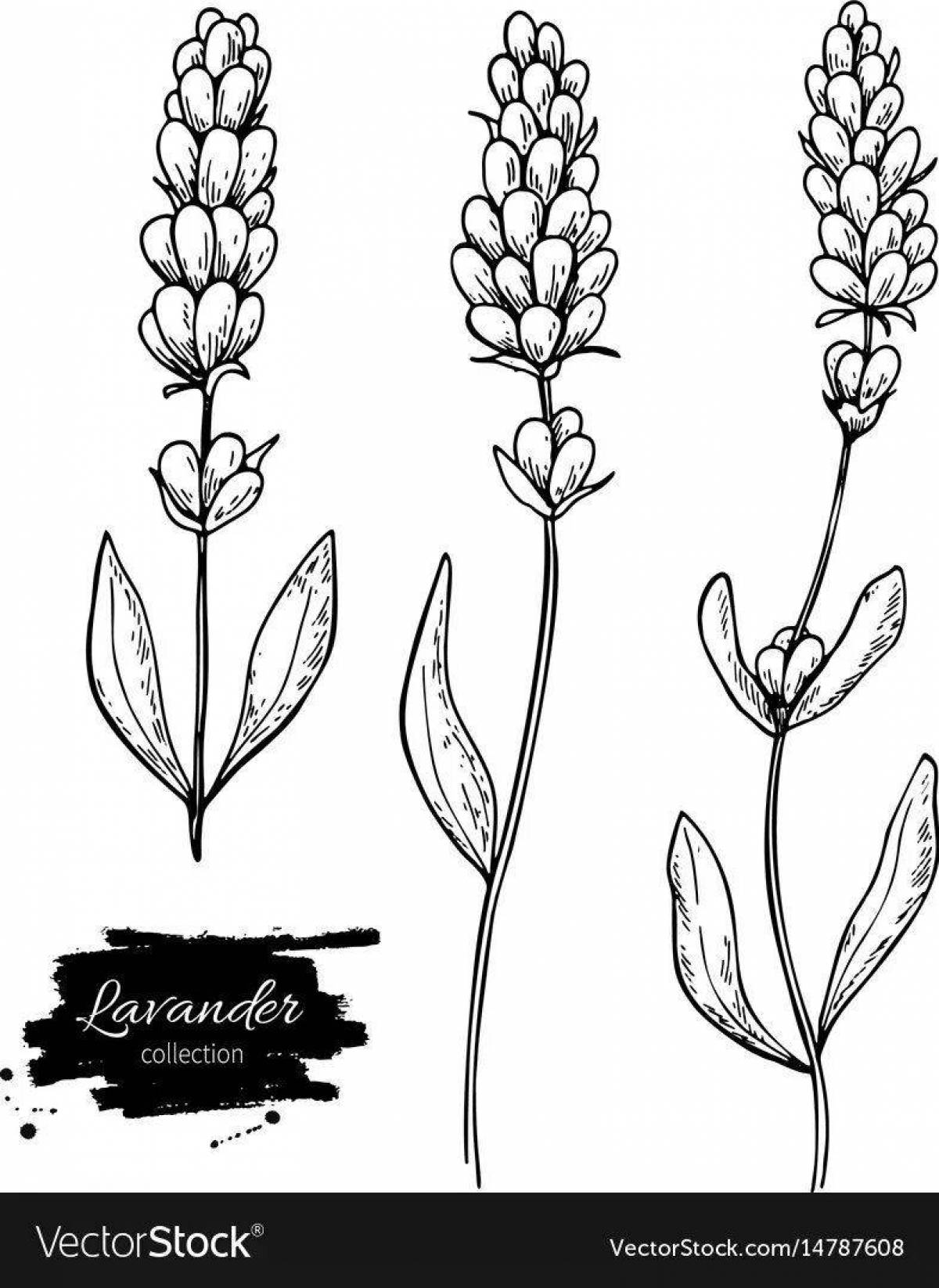 Comforting lavender coloring