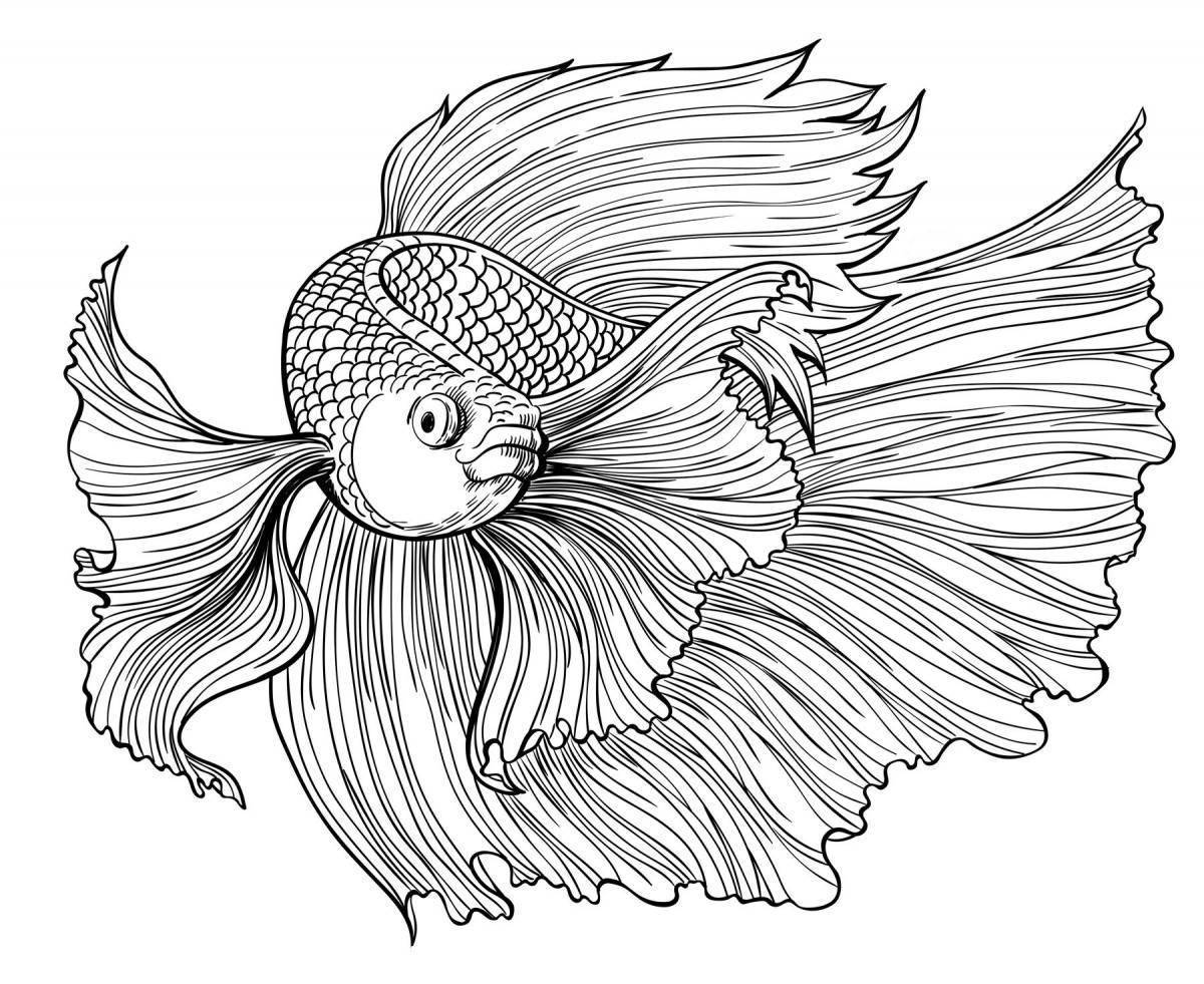 Рыбка петушок рисунок