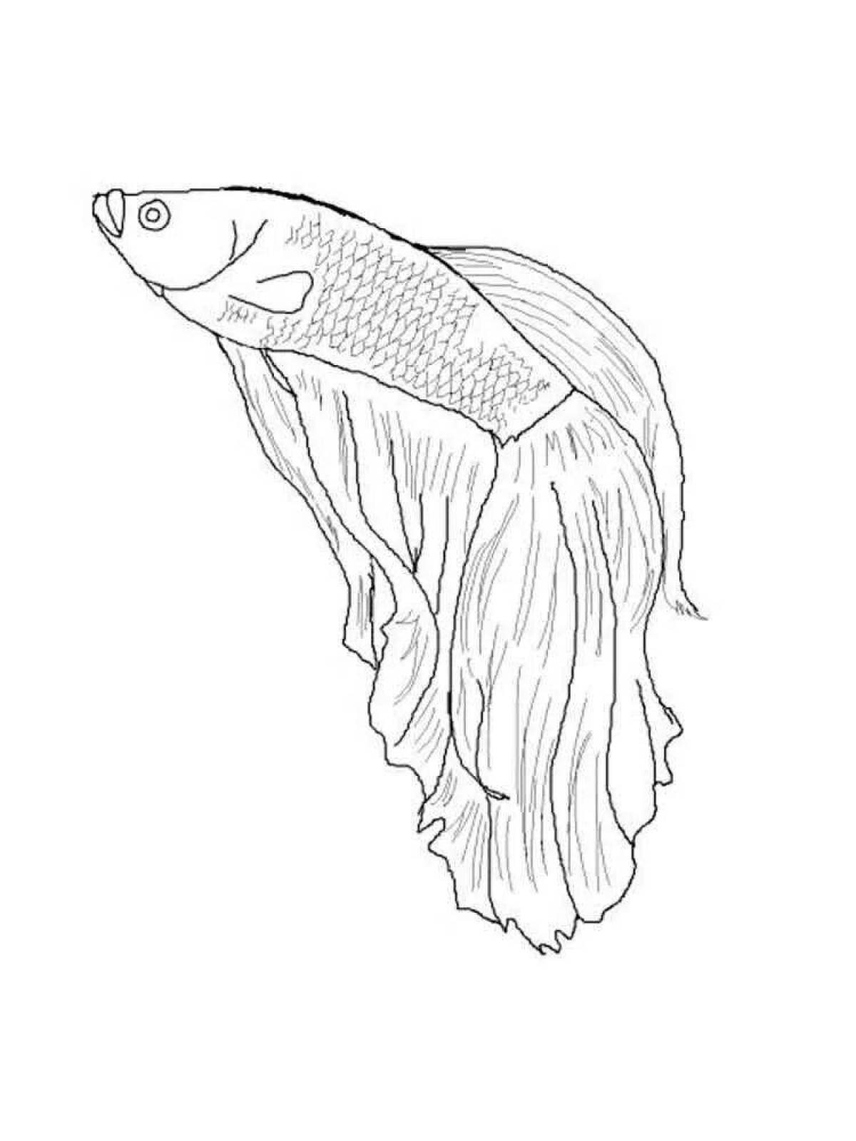 Раскраска рыба петухок