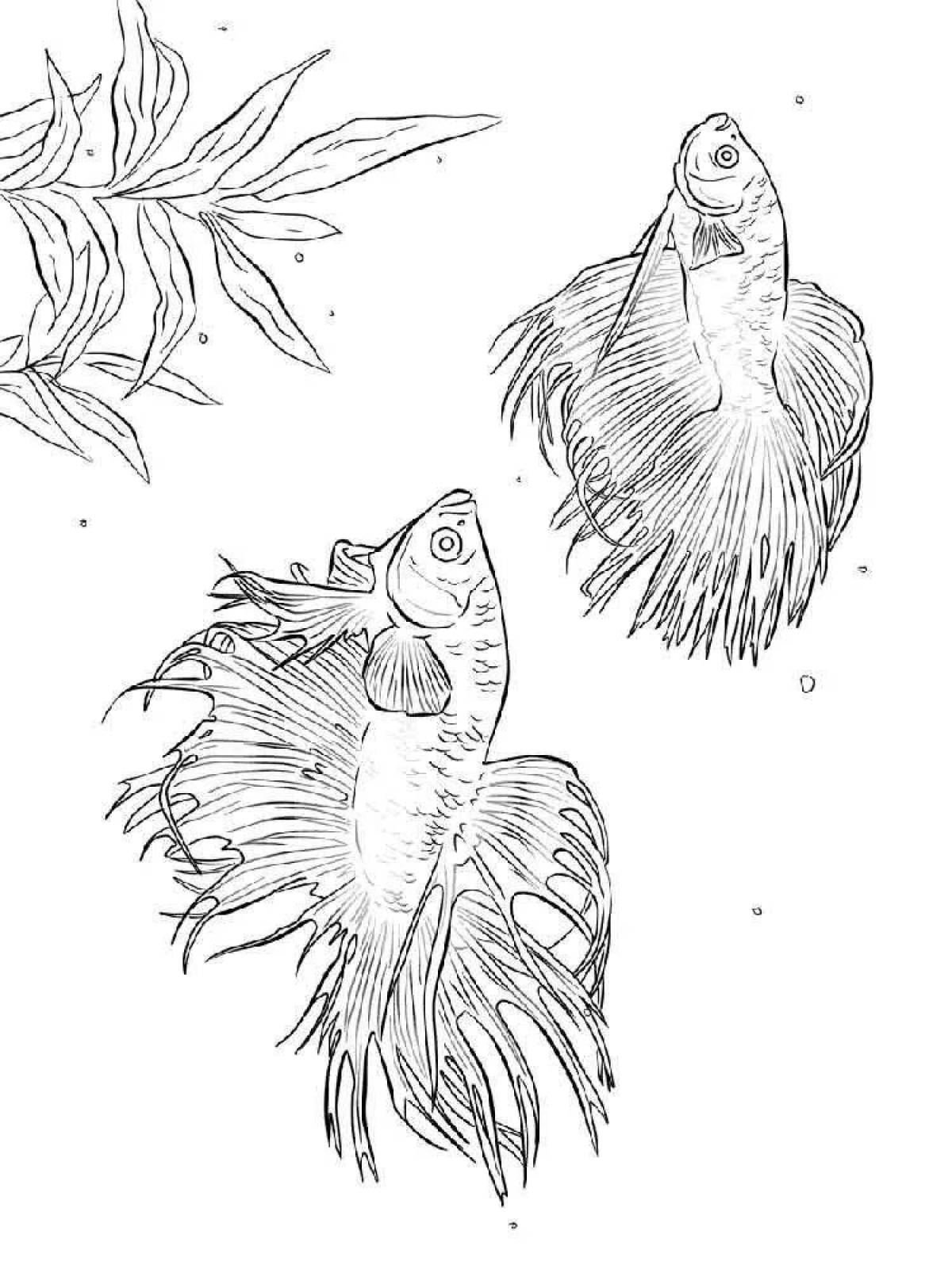 Рыбка петушок раскраска