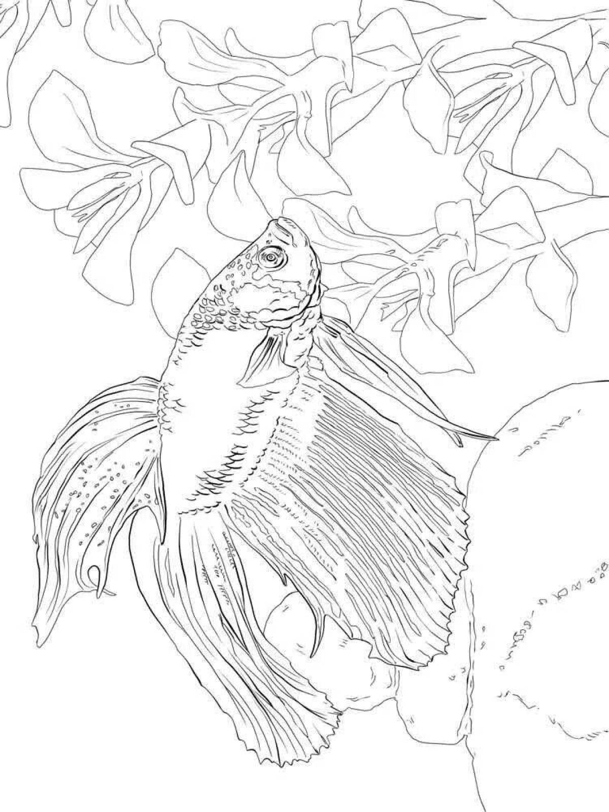 Аквариумная рыбка петушок раскраска
