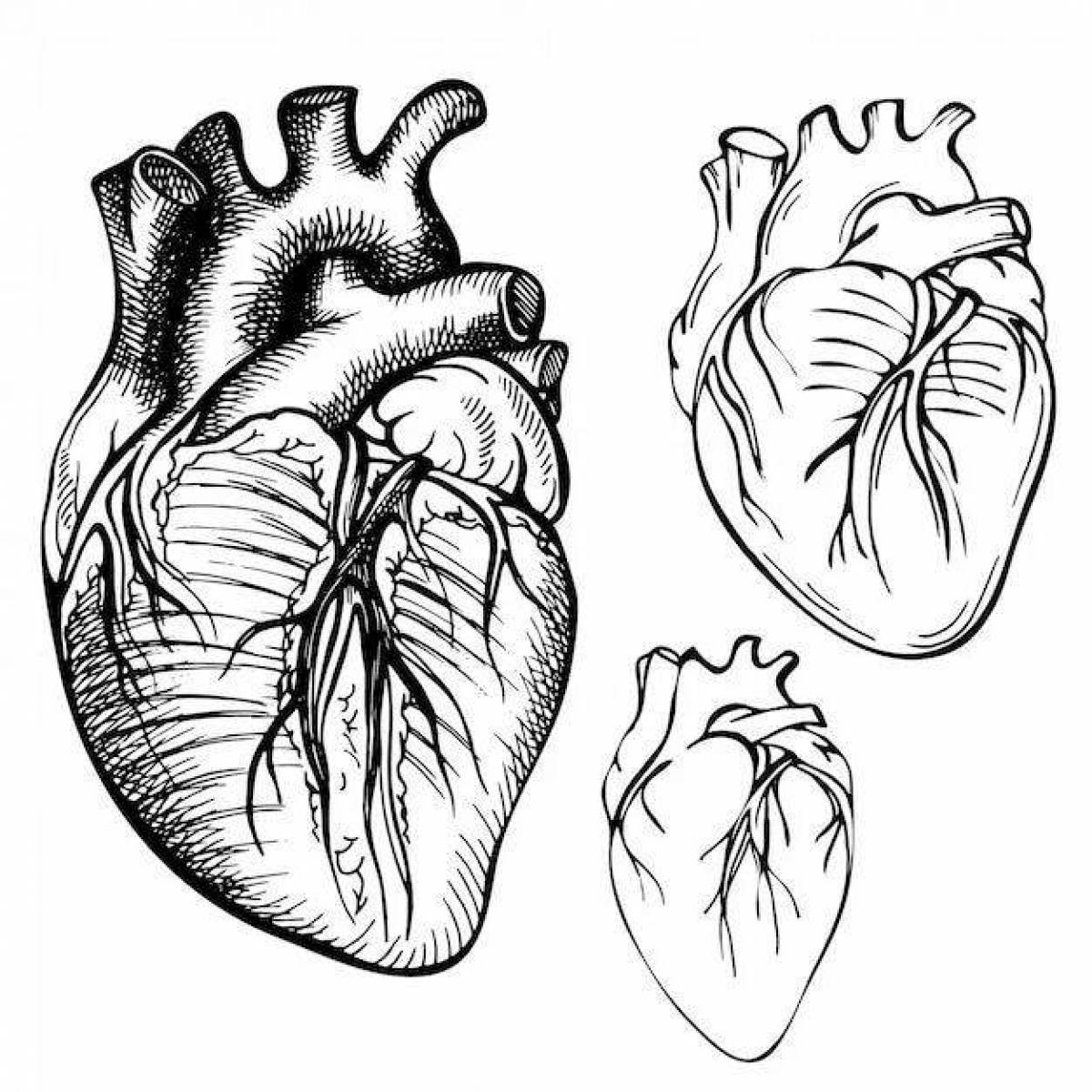 Анатомическое сердце рисунок со всех сторон
