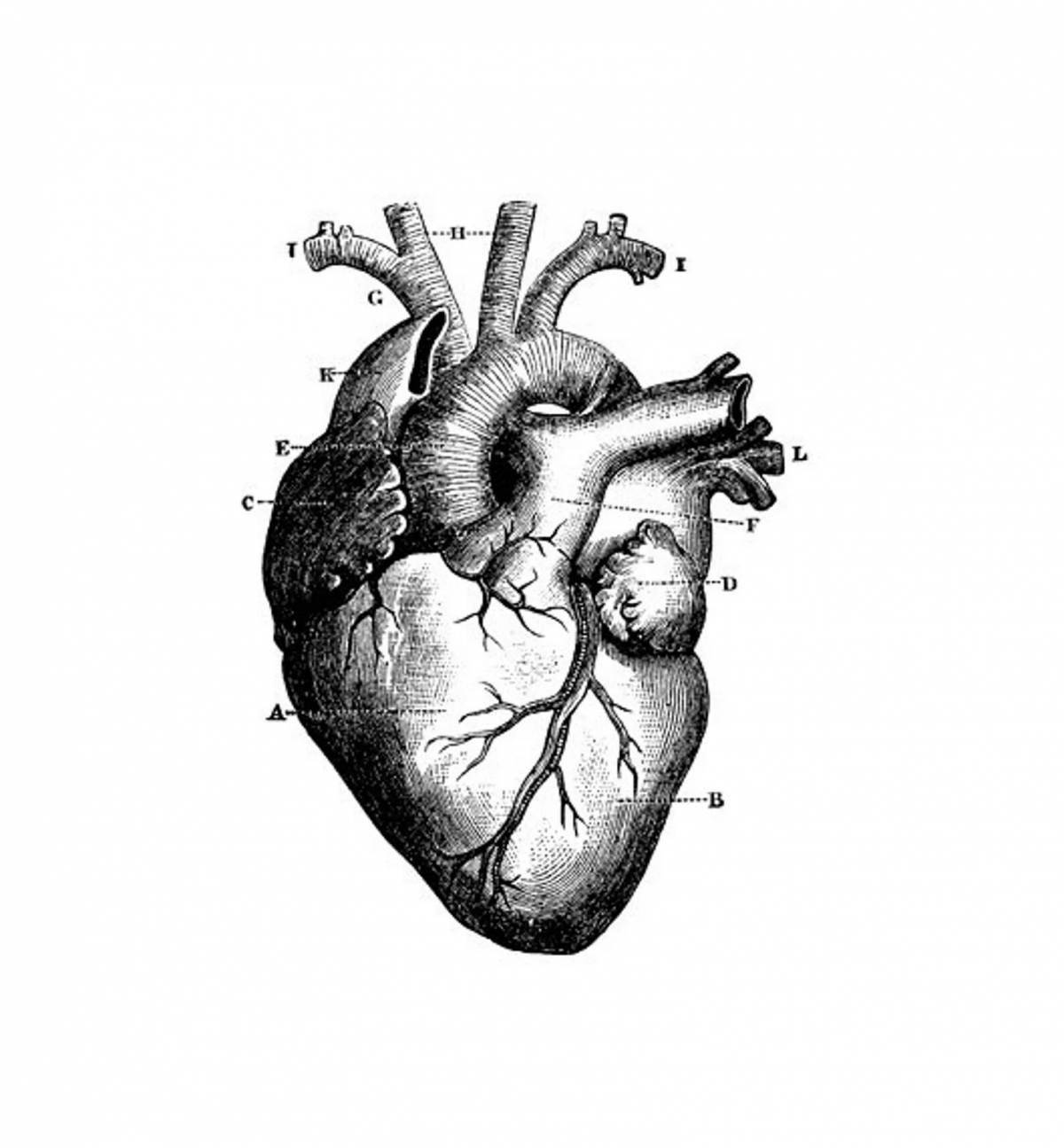Сердце анатомия рисунок простой