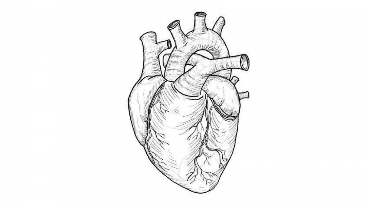 Сердце анатомия рисунок простой