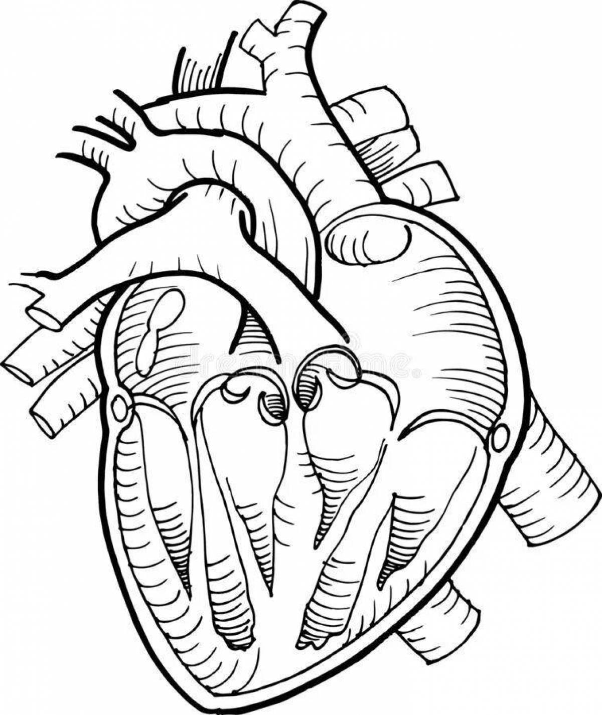 Анатомическое сердце нарисовать