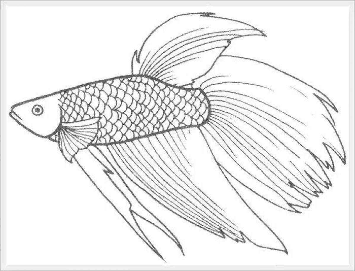 Раскраска спокойная рыбка петушок