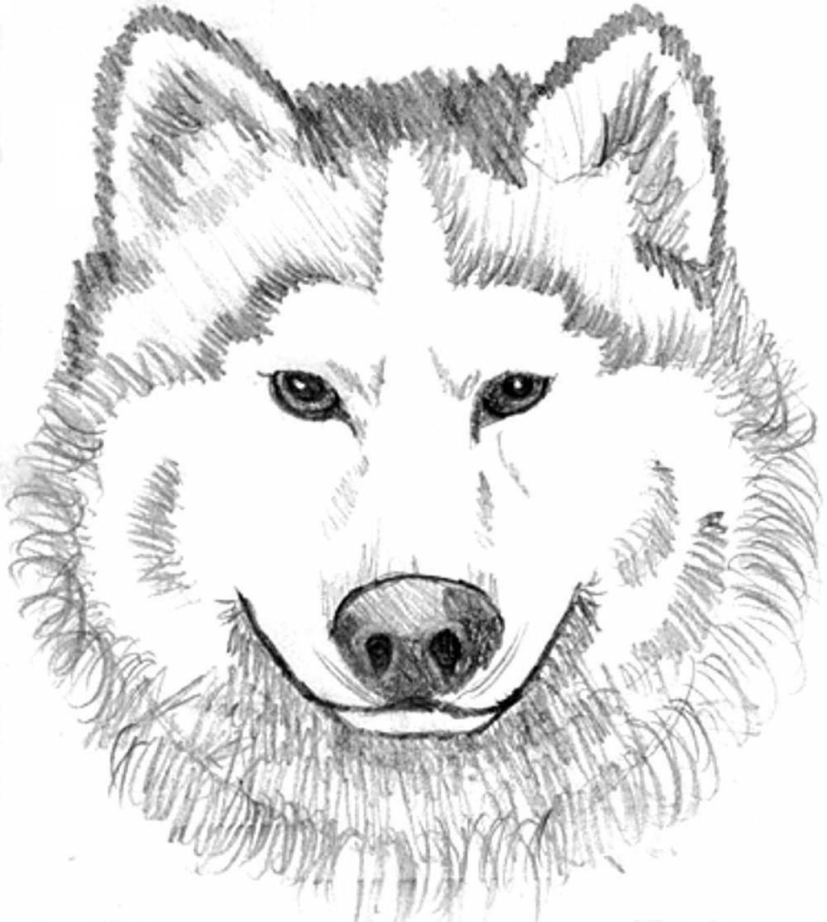 Красивая раскраска голова волка