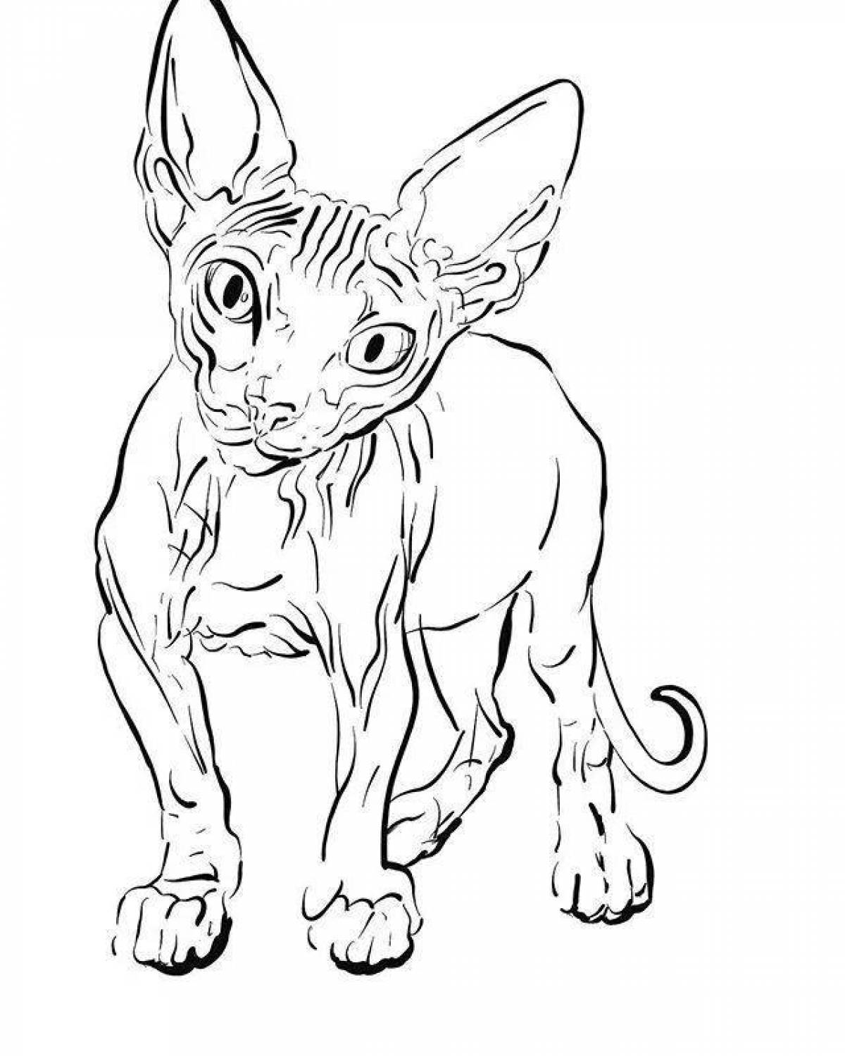 Раскраска игривая кошка сфинкс