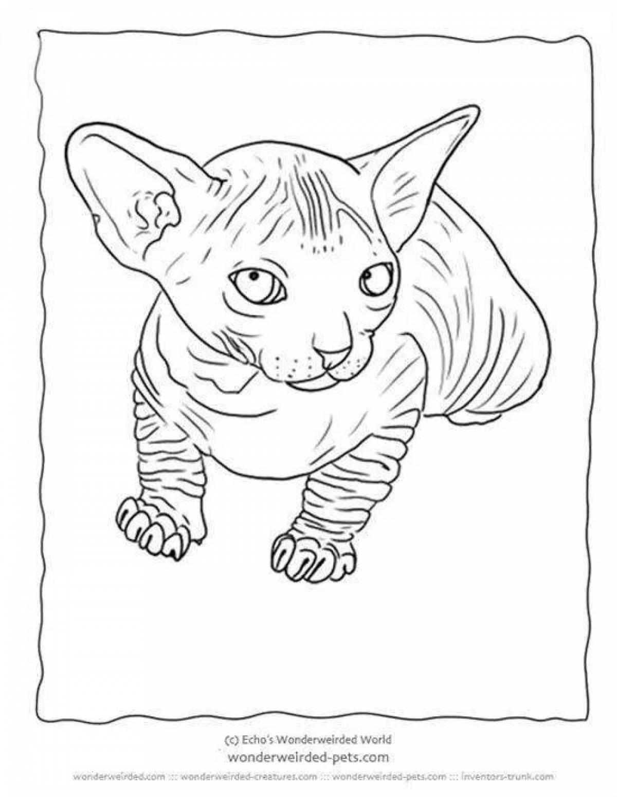 Раскраска пушистый кот-сфинкс