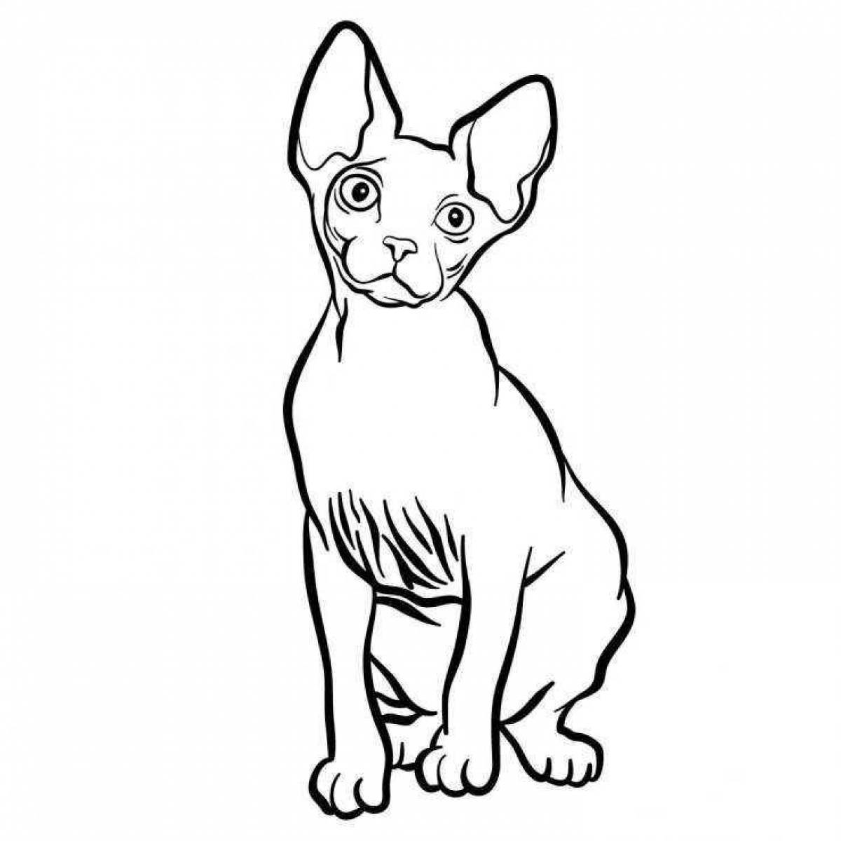 Раскраска изящный кот сфинкс