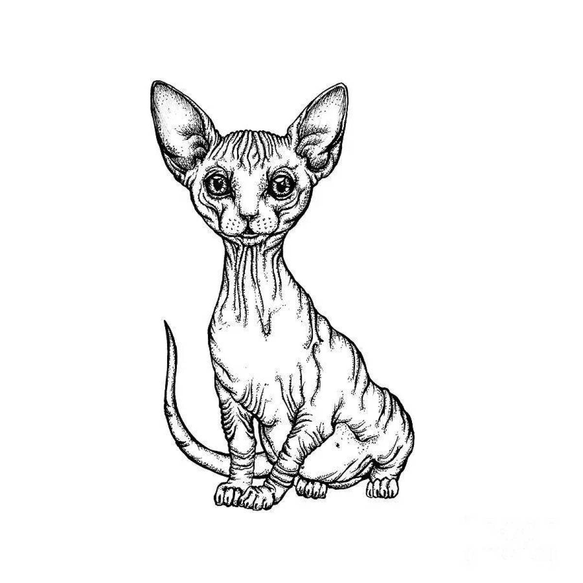 Раскраска экзотическая кошка-сфинкс