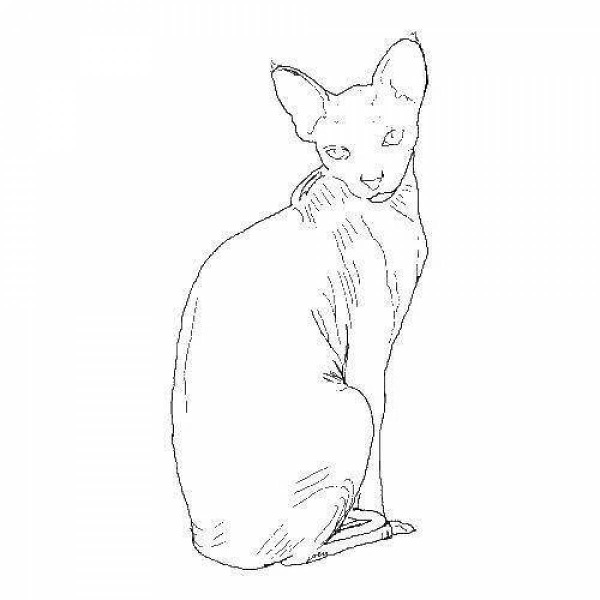 Раскраска яркая кошка сфинкс
