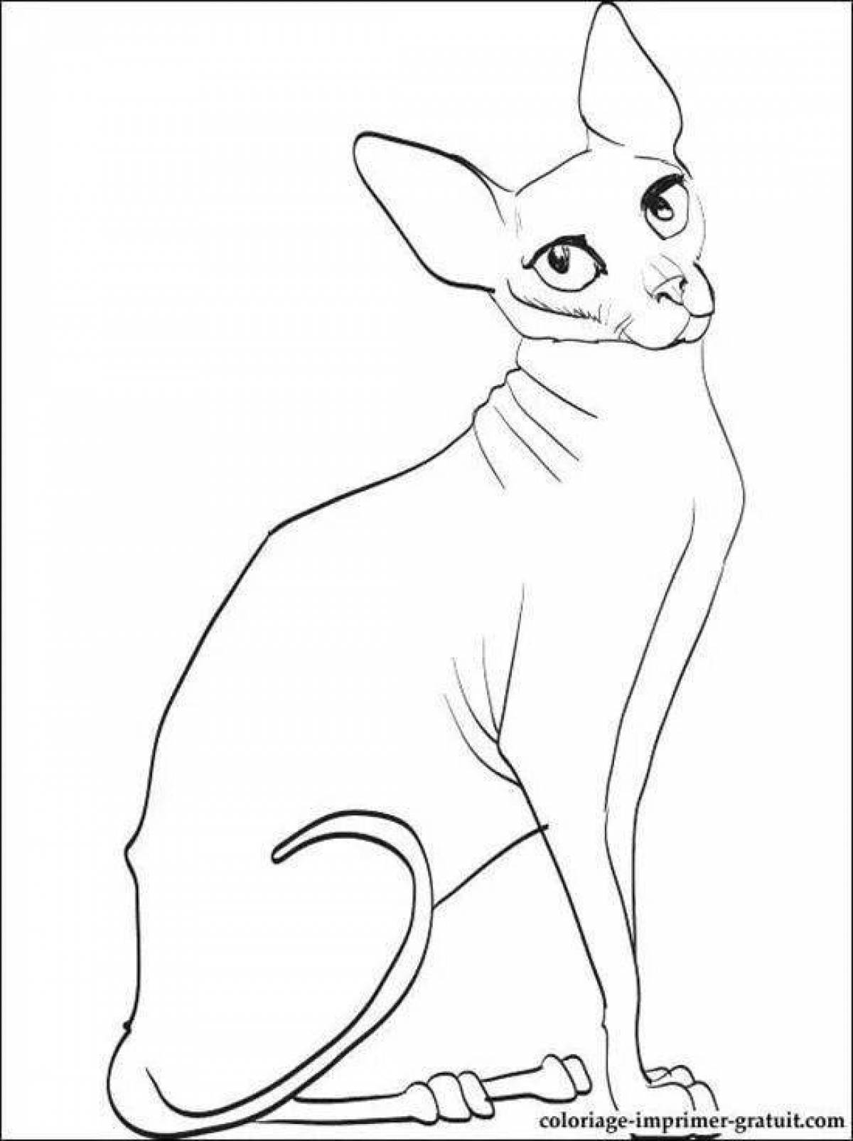 Раскраска элегантный кот-сфинкс