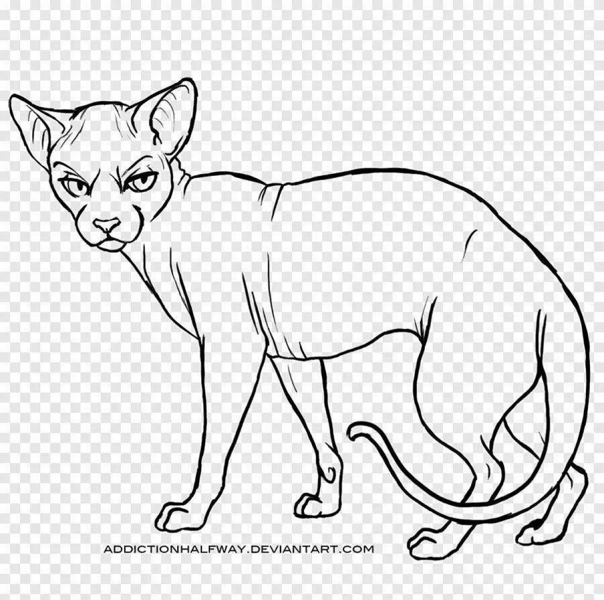 Раскраска озорной кот сфинкс