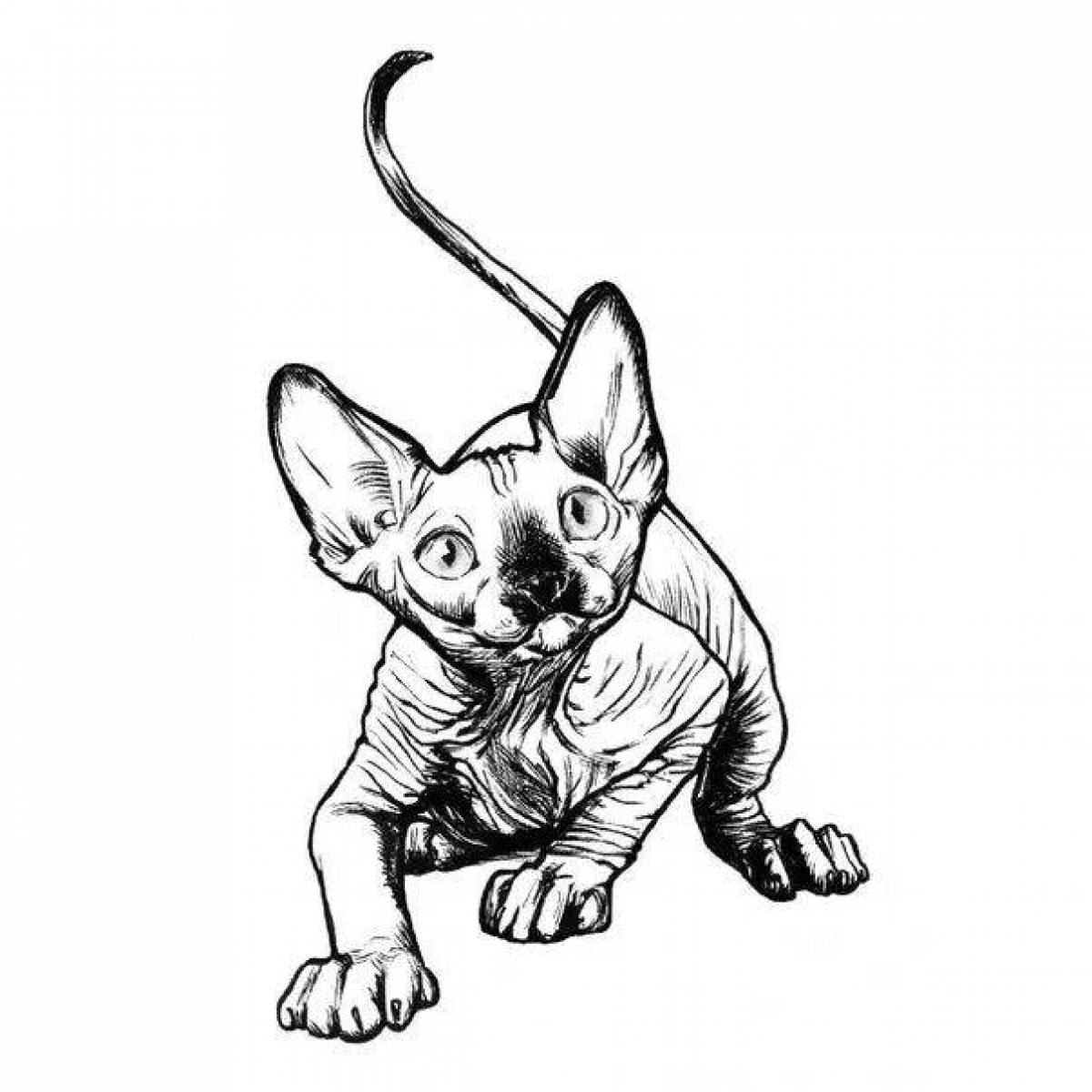 Раскраска хитрый кот сфинкс