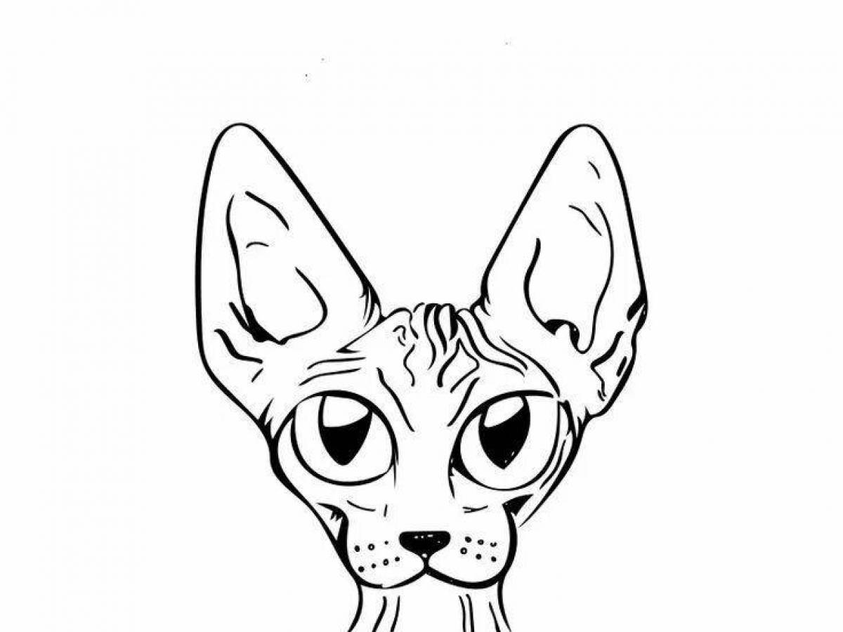 Смешная раскраска кота-сфинкса