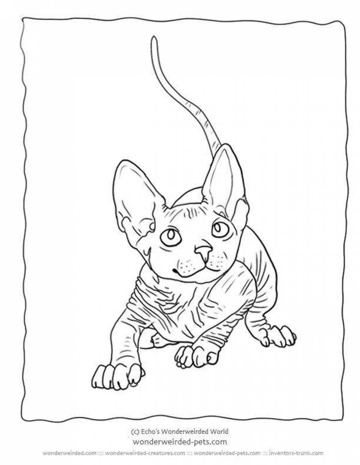 Раскраска живая кошка сфинкс
