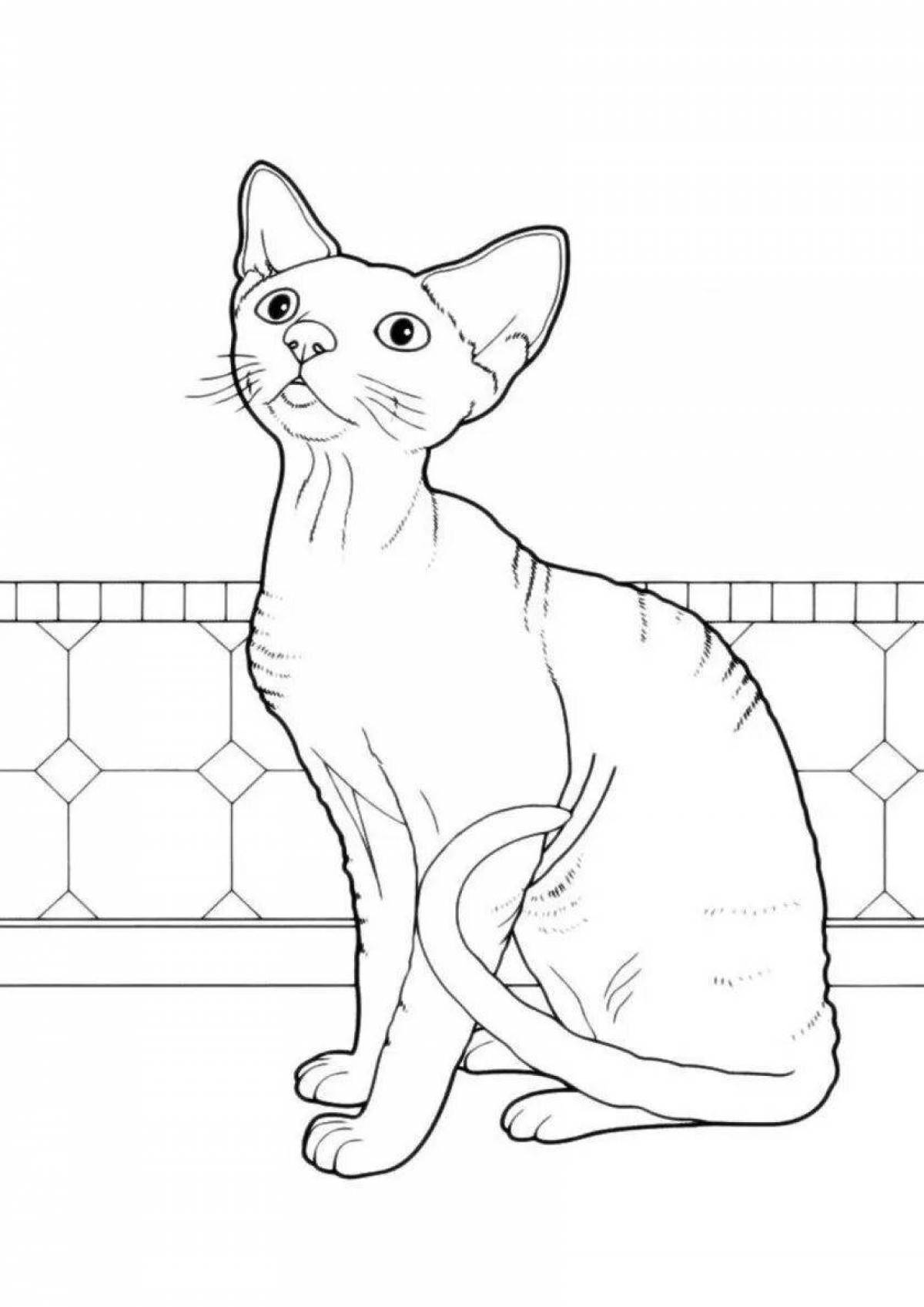 Интригующая страница раскраски кота-сфинкса