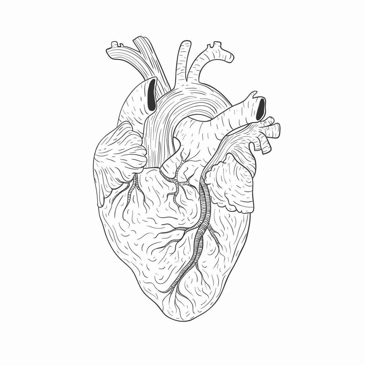 Great anatomical coloring of the heart