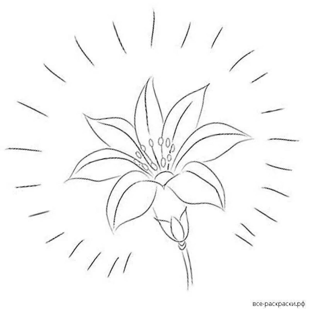 Фото Чудесный семицветик цветок контур раскраски