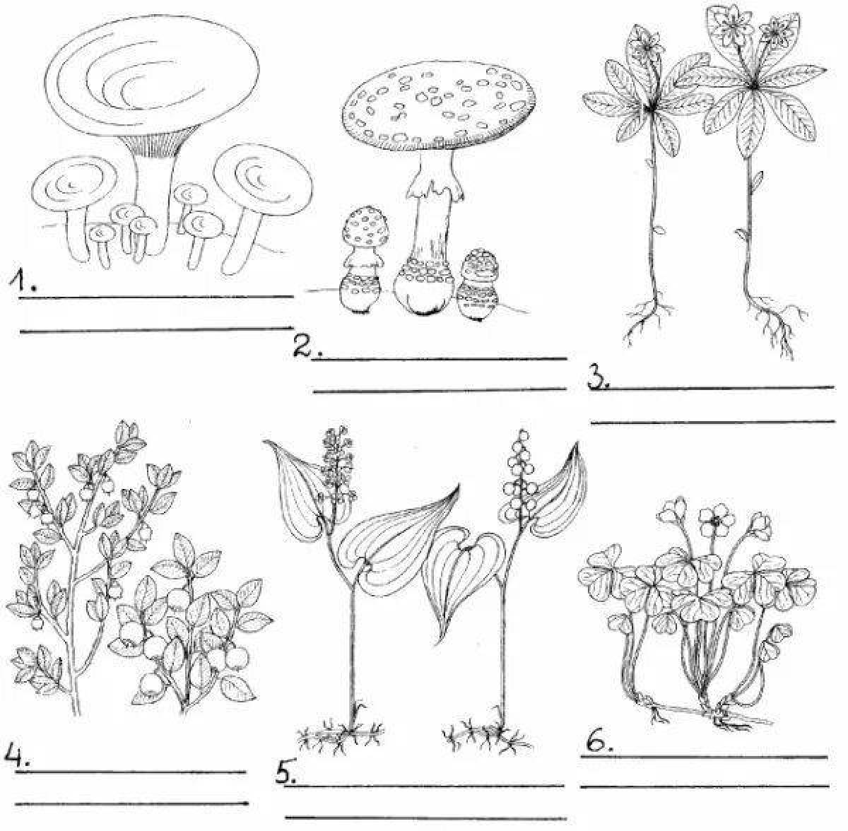 Растения и животные рисунок окружающий. Дикорастущие растения раскраска. Дикорастущие и культурные растения раскраска. Травянистые растения задания для дошкольников. Растения в лесу раскраска.