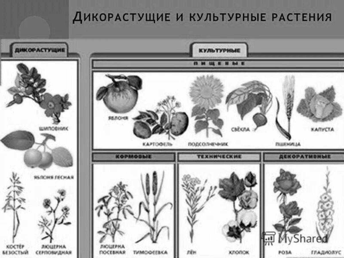 Дикорастущие и культурные растения 2 класс технологическая карта