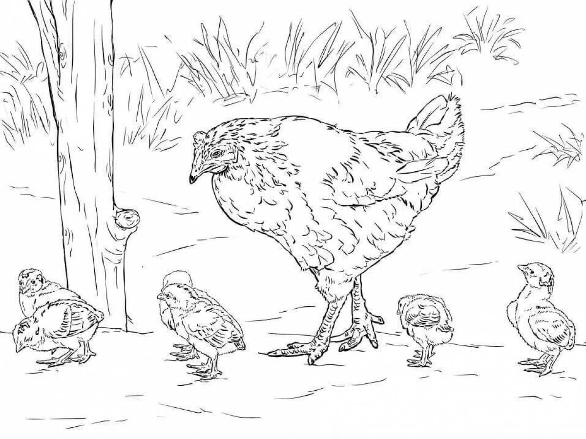 Фото Чирикающая курица с цыплятами